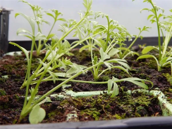 Выращивание нигеллы из семян
