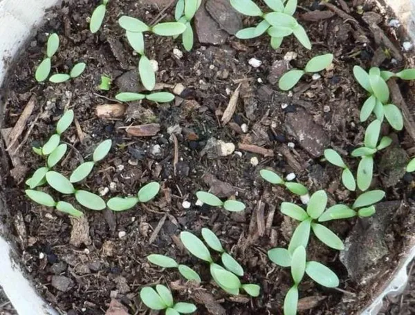 Чернушка (нигелла) дамасская: когда сажать семена, выращивание, фото