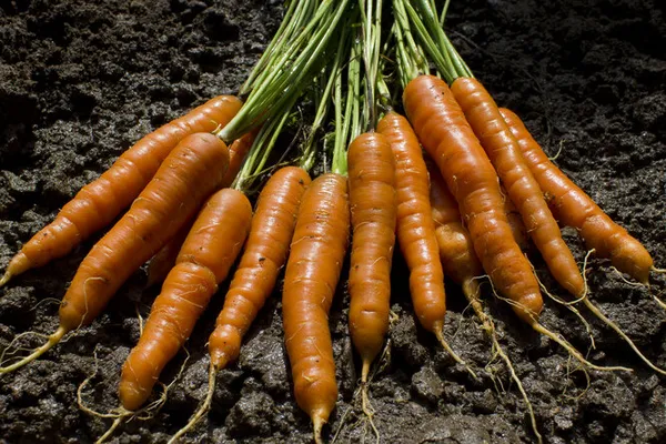 Как бороться с морковной мухой, чтобы спасти урожай