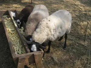 Чем кормить овец 