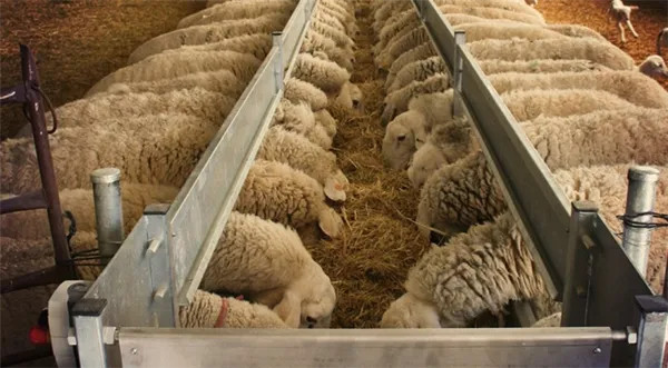 Как и чем кормить овец в домашних условиях. Чем кормить овец в домашних условиях. 2
