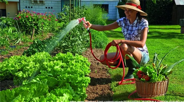 Важные нюансы, или когда лучше поливать огород — утром или вечером. Когда поливать рассаду утром или вечером. 2