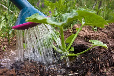 Важные нюансы, или когда лучше поливать огород — утром или вечером. Когда поливать рассаду утром или вечером. 5