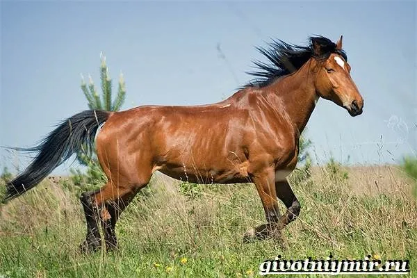 Масти-лошадей-Описание-фото-и-названия-мастей-лошадей-2