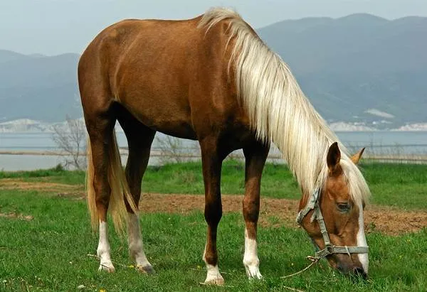 Масти-лошадей-Описание-особенности-и-названия-мастей-лошадей-14