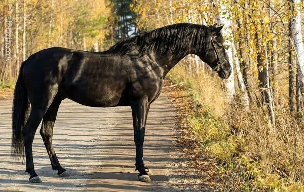 Масти-лошадей-Описание-особенности-и-названия-мастей-лошадей-11