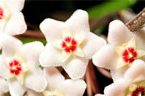 Комнатные растения с белыми цветами. Как называется цветок с белыми цветами. 11