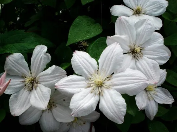 Комнатные растения с белыми цветами. Как называется цветок с белыми цветами. 10