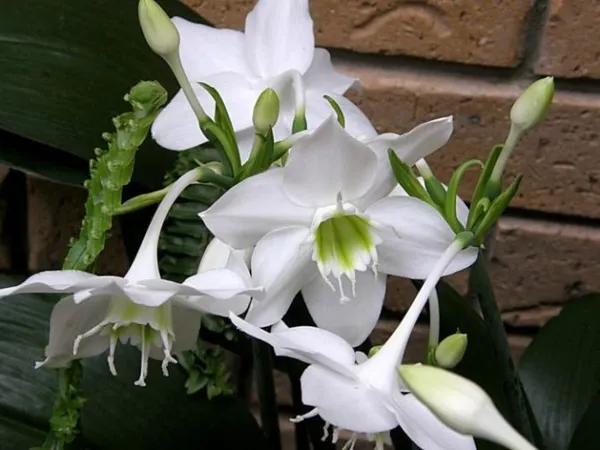 Комнатные растения с белыми цветами. Как называется цветок с белыми цветами. 2