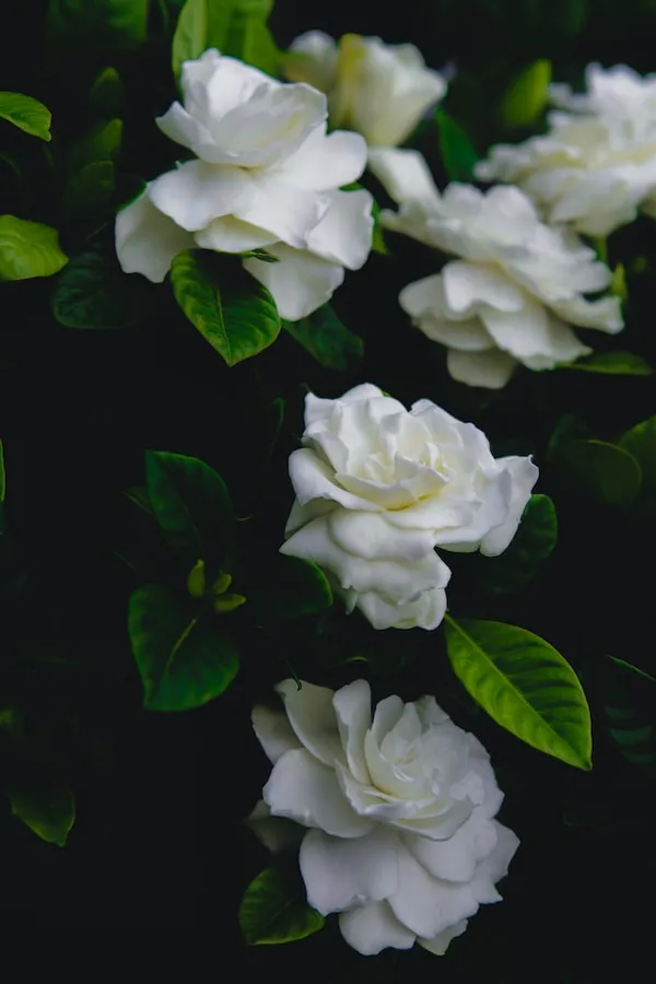 Комнатные растения с белыми цветами. Как называется цветок с белыми цветами. 12
