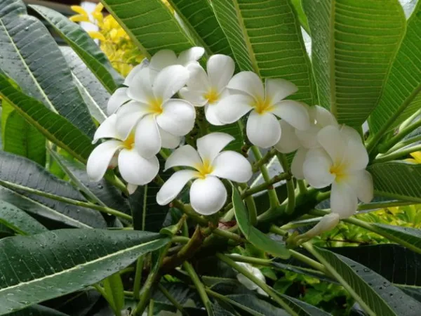 Комнатные растения с белыми цветами. Как называется цветок с белыми цветами. 3