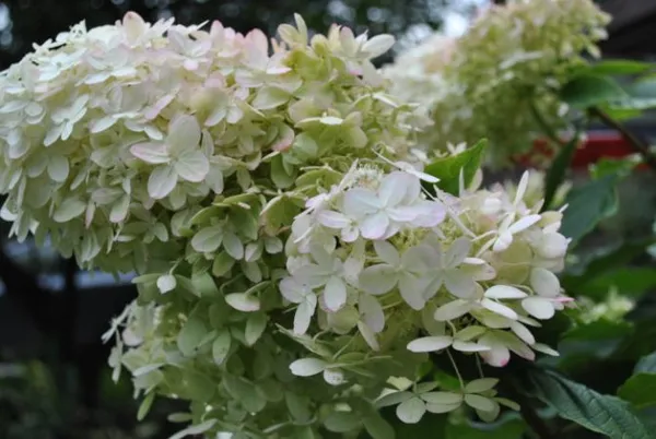 Комнатные растения с белыми цветами. Как называется цветок с белыми цветами. 6