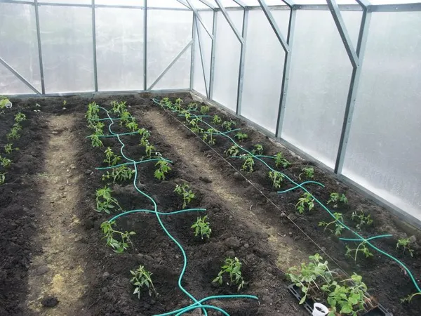 Схема посадки овощей в теплице, как разместить все грамотно. Как разместить рассаду в теплице. 7