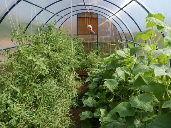 Схема посадки овощей в теплице, как разместить все грамотно. Как разместить рассаду в теплице. 4