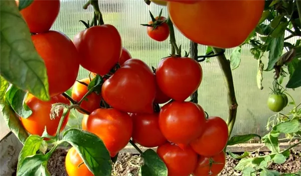 Овощи в теплице - томаты