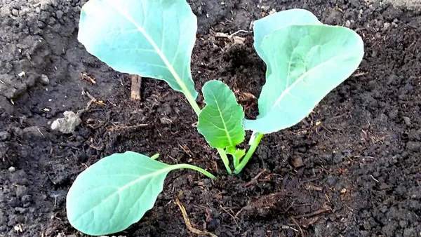 Как вырастить рассаду капусты. Как вырастить рассаду капусты. 2