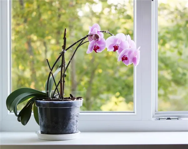 Горшок для орхидеи — правила выбора. Какой горшок нужен для орхидеи. 2