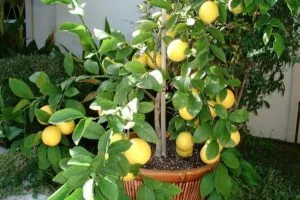 Оранжевый сорт лимона Мейера: описание, преимущества и недостатки, особенности выращивания. Как называется оранжевый лимон. 3