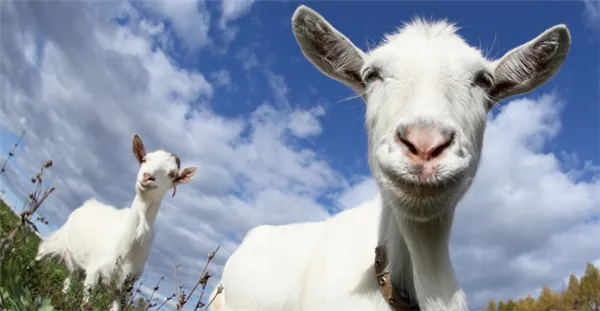 6 самых популярных восточных пород коз и особенности их содержания. Какие породы коз бывают. 2