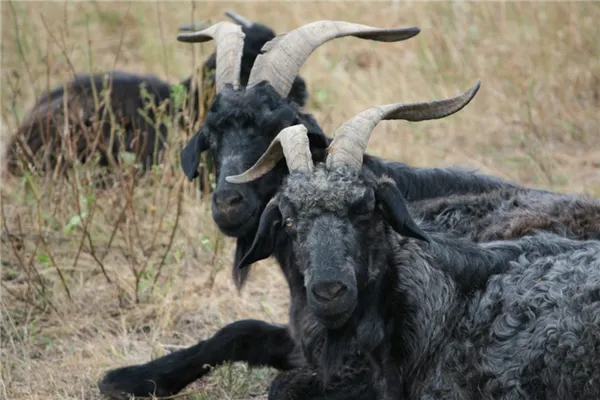 Придонские породы коз