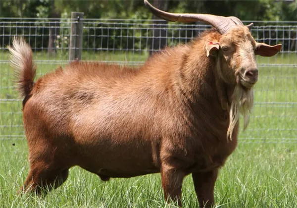 6 самых популярных восточных пород коз и особенности их содержания. Какие породы коз бывают. 3