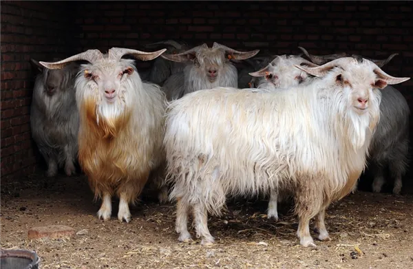 Оренбургские породы коз