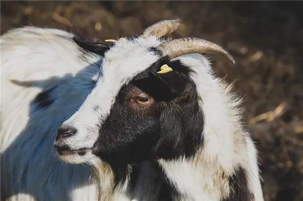 Тувинская порода коз