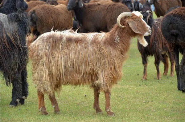 Таджикская порода коз