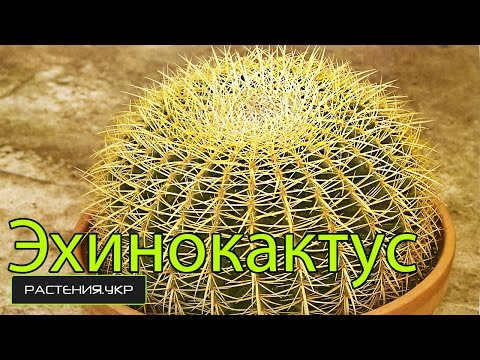 Как ухаживать за эхинокактусом Эхинокактус Грузона: описание, виды и уход. Как ухаживать за эхинокактусом. 9