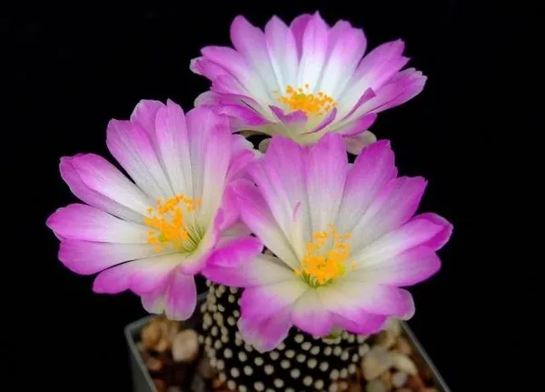 Виды цветущих кактусов и особенности цветения. Как часто цветет кактус. 15
