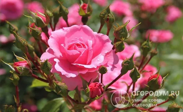 Важна ли обрезка роз летом и как её правильно делать. Как правильно обрезать розы. 16