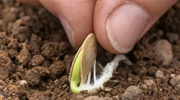Посадка кабачков в открытый грунт семенами и рассадой. Как сажать кабачки в открытый грунт. 17