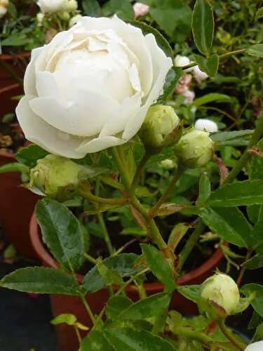 Миниатюрные розы: успехи выращивания, лучшие сорта. Маленькие розы как называются. 16