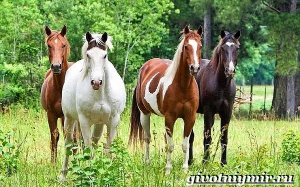 Масти лошадей. Описание, особенности и названия мастей лошадей. Какого цвета бывают лошади. 12