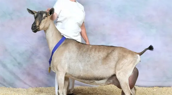 Дойные козы: 7 молочных пород без запаха, которые дают больше молока. Какую козу лучше купить для молока. 41