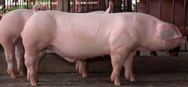 Мясные породы свиней: самые популярные породы во всем мире. Какая порода свиней быстрее всего набирает вес. 46