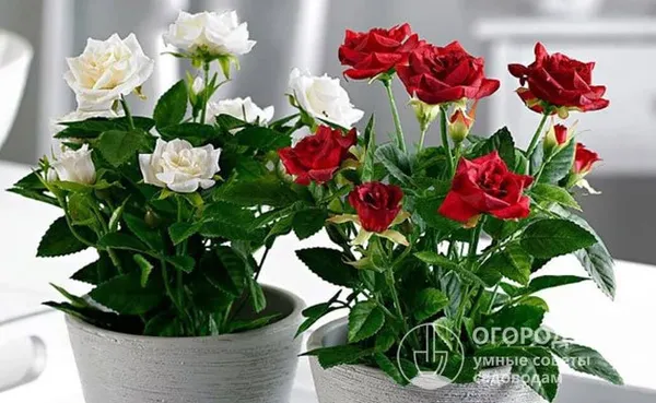 Роза «Кордана»: описание и рекомендации по выращиванию. Роза кордана в горшке как ухаживать. 5