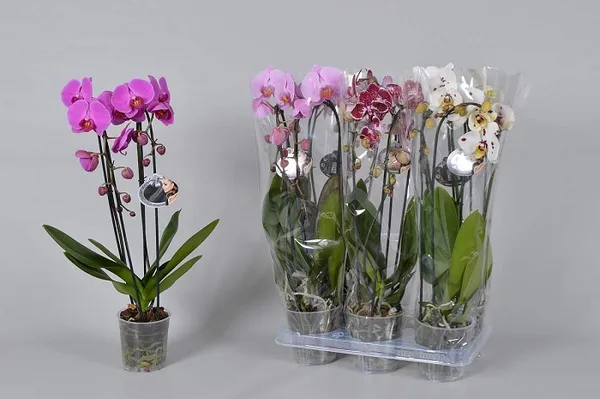 Фаленопсисы — разделение по размеру, мутации. Как определить сорт орхидеи. 3