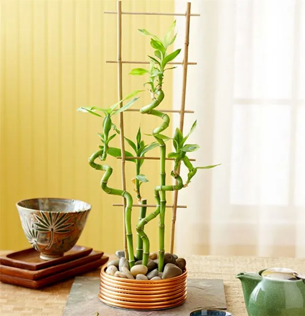 Выращивание комнатного бамбука в домашних условиях: 10 секретов от опытных флористов. Как выращивать бамбук в воде. 17