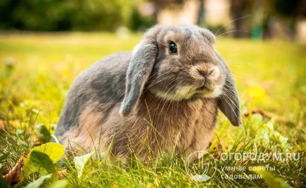 Кролики породы баран: описание, разновидности и условия содержания. Сколько живут кролики вислоухий баран. 9