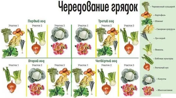 Как вырастить капусту в открытом грунте. После чего сажать капусту. 12