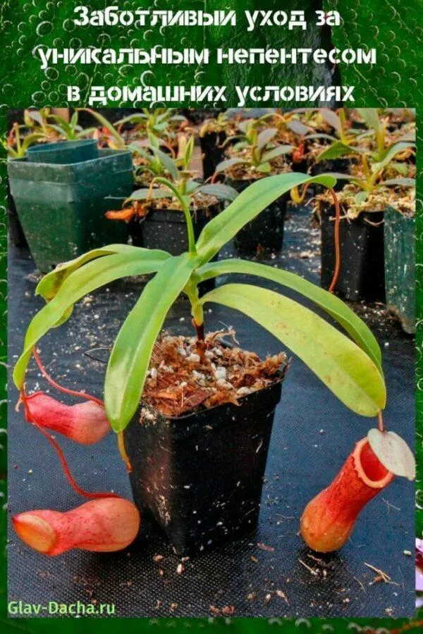 Уход за плотоядным цветком непентес. Как выращивать непентес в домашних условиях. 15