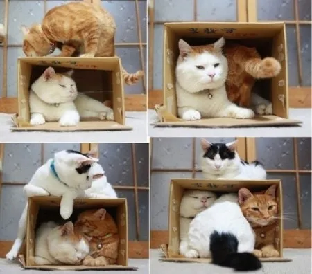 Домик для кошки своими руками: 3 варианта изготовления. Как сделать домик для кошки из коробки. 8