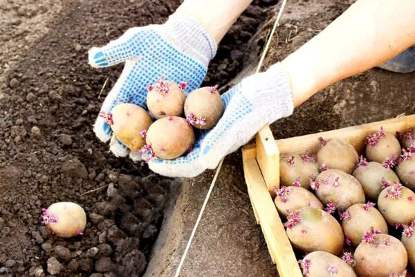8 лучших способов проращивания картофеля для посадки в грунт. Когда готовить семена картофеля для проращивания ростков. 12