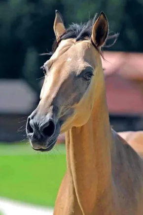 Популярные породы лошадей: названия и фото. Какие породы лошадей бывают. 9