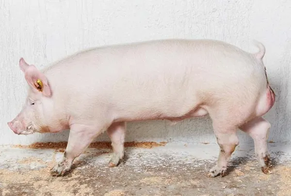 Каких поросят лучше выращивать на мясо самца или самку. Какие породы свиней разводят в московской области. 12