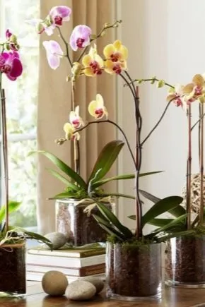 Горшок для орхидеи — правила выбора. Какой горшок нужен для орхидеи. 16