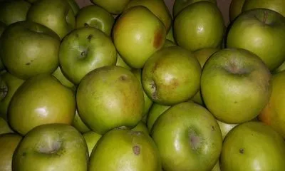 Сорта яблок – лучшие фрукты на любой вкус и цвет. Как называются зеленые яблоки. 19