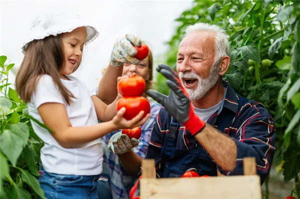 Азбука овощевода: как правильно вырастить томаты в теплице. Как ухаживать за помидорами в теплице. 8