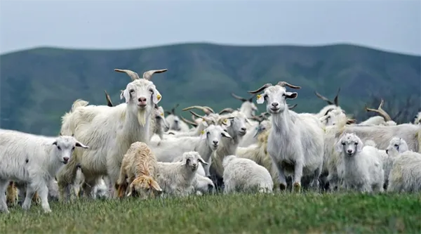 Место обитания кашмирских коз. Где находится место обитания кашемировых пород коз. 2